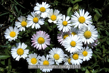 Cluster of European daisies-Falk Is'.jpg